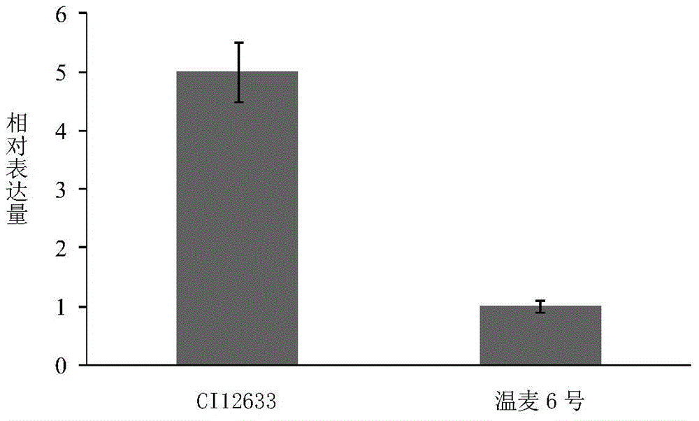 Wheat-derived disease resistance-related protein tacpk7-r and its related biomaterials and applications