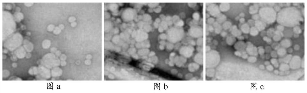 A kind of preparation method of grass coral extract liposome hydrogel