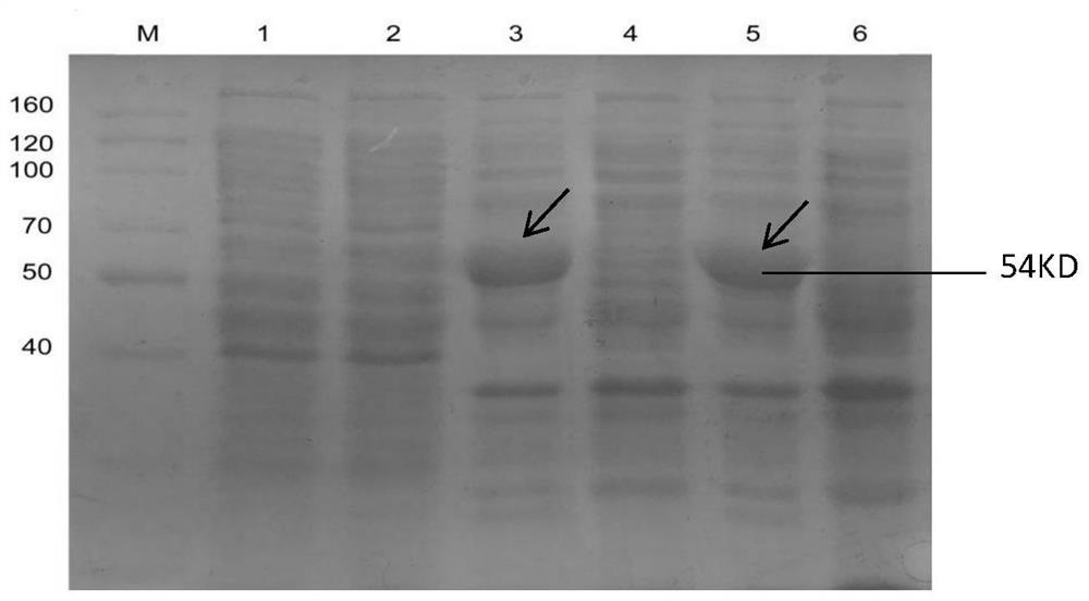 Aquilaria sinensis terpene synthase