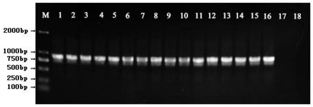 A transgenic Arabidopsis for remediation of PCBS-contaminated soil