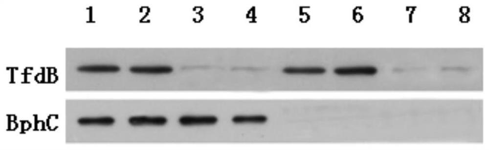 A transgenic Arabidopsis for remediation of PCBS-contaminated soil