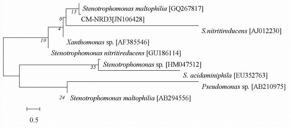 Denitrifying bacterium and application thereof