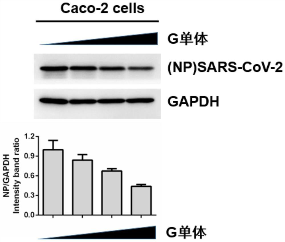 Application of Brassica napus-Isatis g monomer addition line in inhibiting novel coronavirus sars-cov-2