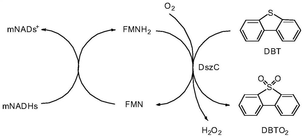 Method for degrading dibenzothiophene by artificial nicotinamide cofactor mediated enzyme method