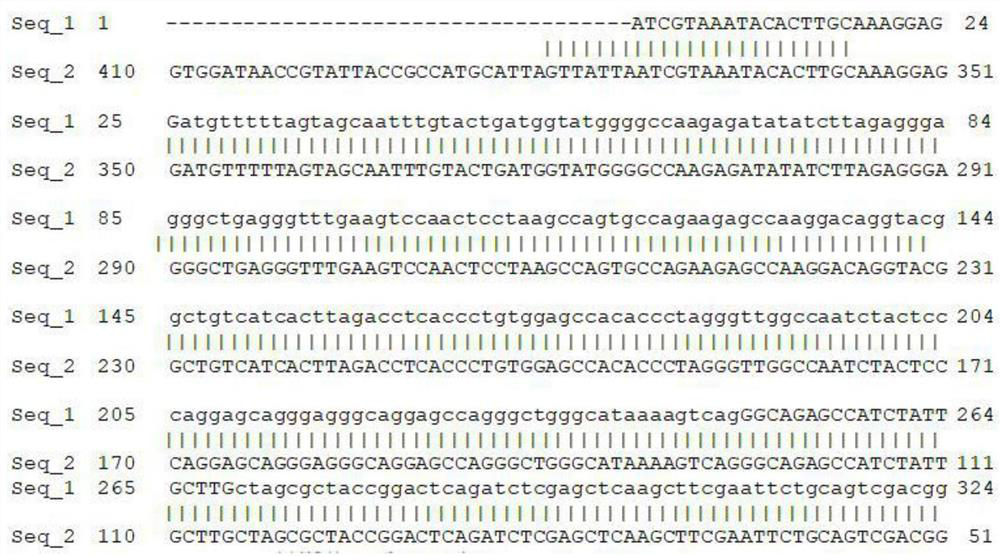 A recombinant sequence specifically expressing human beta globin in erythroid cells and its application