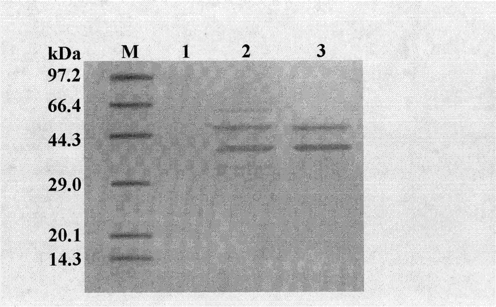 Phytophthora capsici polygalacturonase (PG) Pcipg5 gene, protein preparation method and application thereof