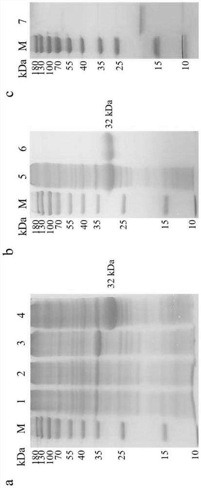 Recombinant chicken interleukin-9 protein and preparation and application of antibody of recombinant chicken interleukin-9 protein