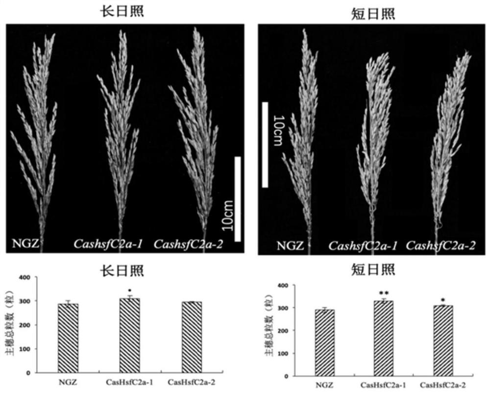 Method for advancing rice growth period and increasing yield by using mutant OsHsfC2a gene