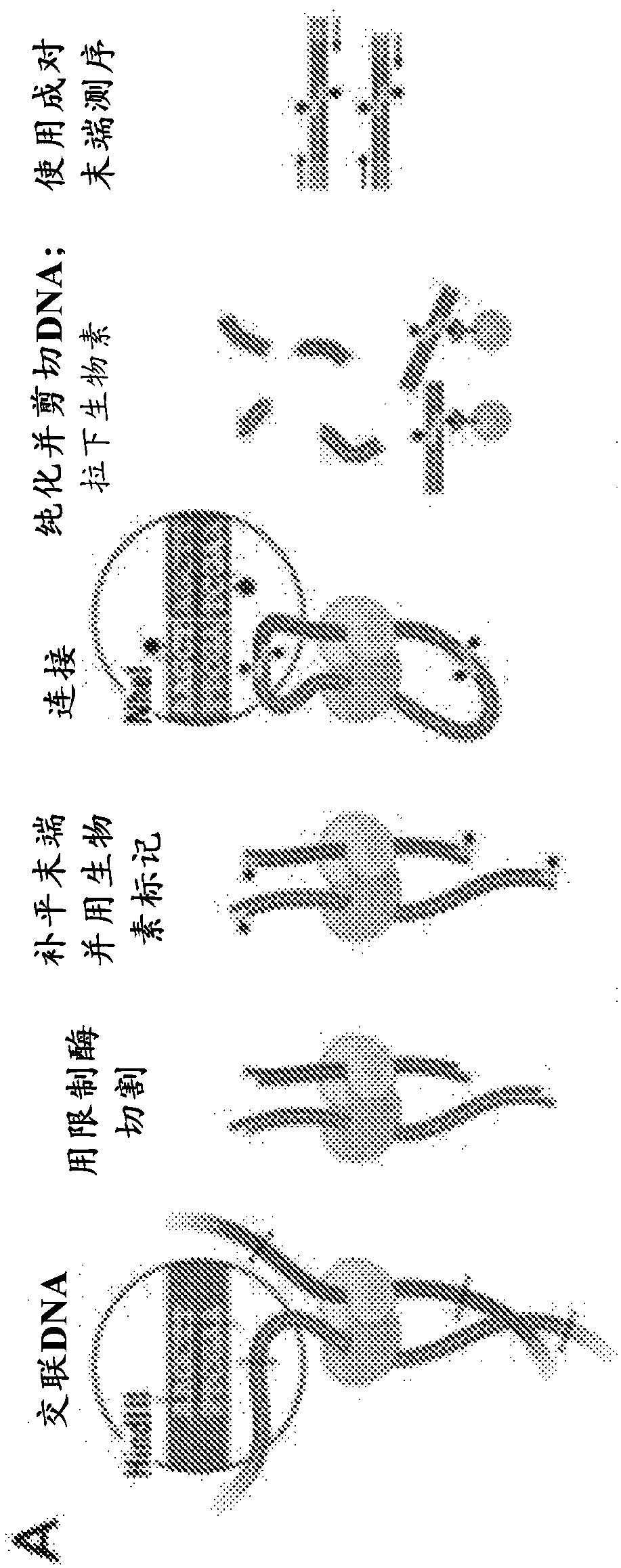 Methods for genome assembly, haplotype phasing, and target independent nucleic acid detection