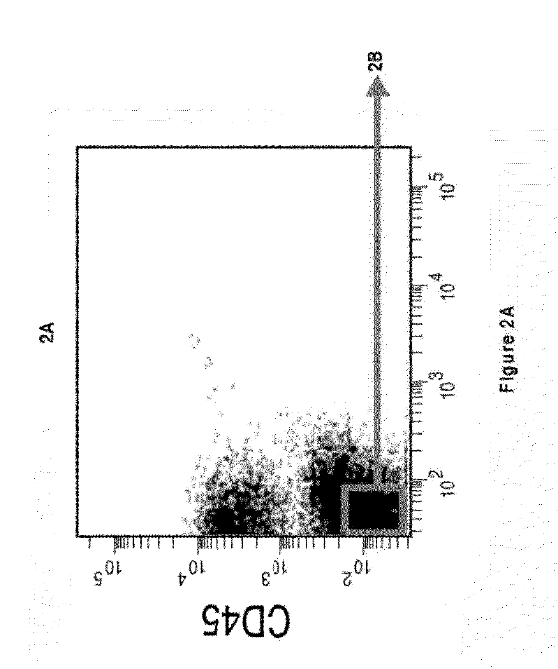 Perivascular Stem Cell Composition For Bone