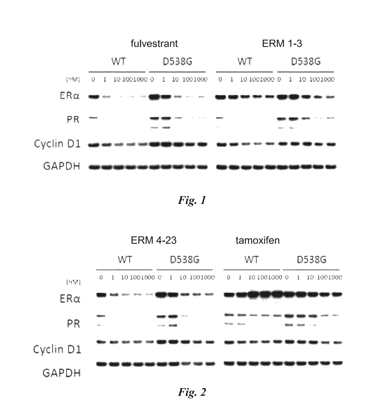 Methods and compositions for modulating estrogen receptor mutants