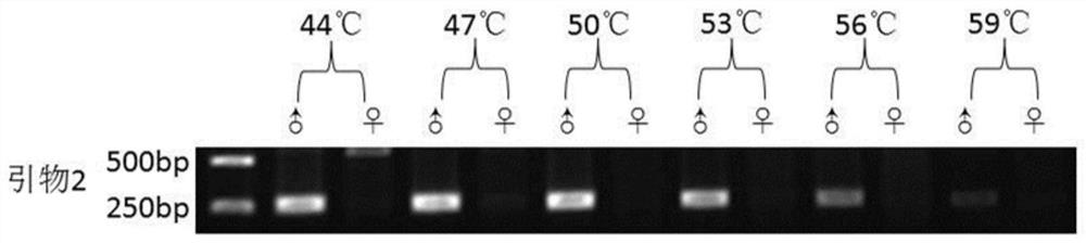 A rapid method for identifying sex-specific molecular markers and hereditary sex in rusty spot moth