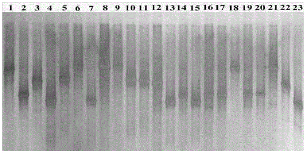 Method for constructing molecular map of bactrocera dorsalis intestinal bacteria colony