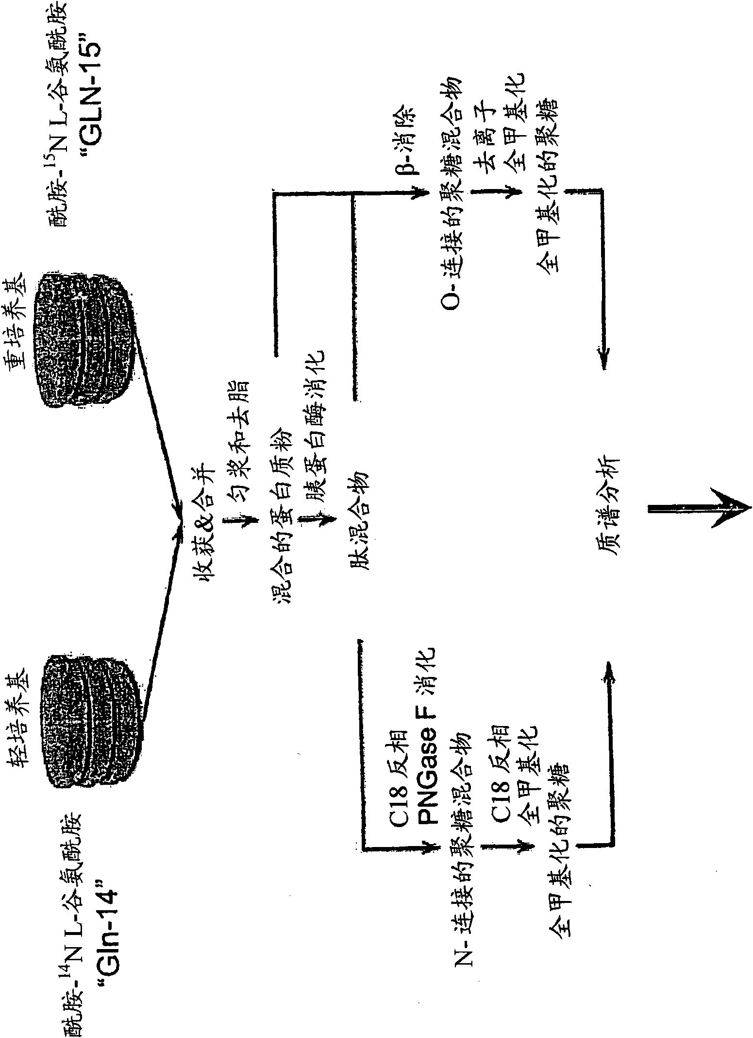 In vivo isotopic labeling method for quantitative glycomics