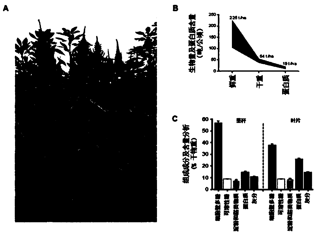 Method for promoting alcohol production of biomass material