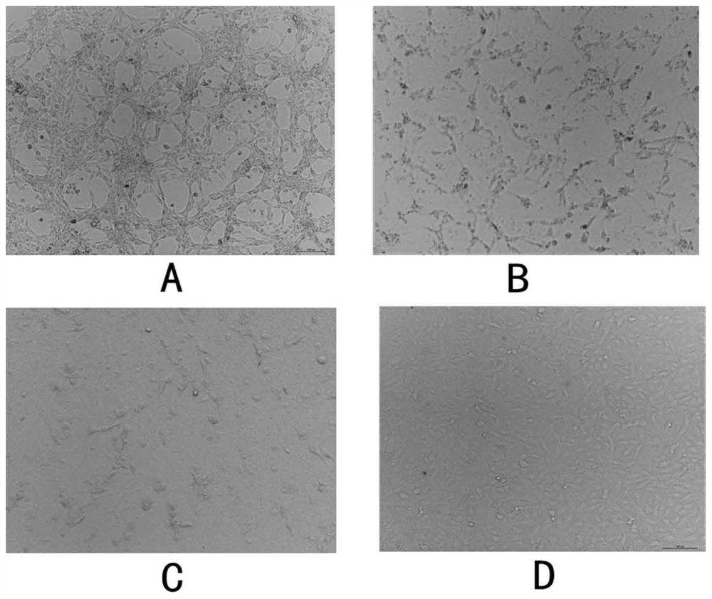 Sensitized polystyrene nanospheres for detecting antibody to canine parvovirus structural protein VP2, preparation method and application thereof