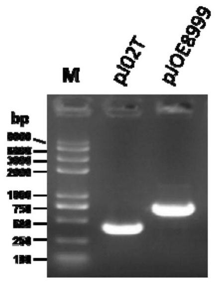 Method for removing pxo2 plasmid in bacillus anthracis