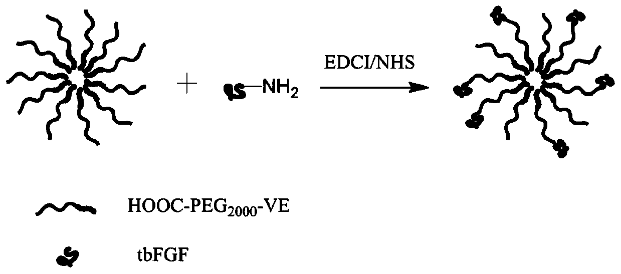 New material containing tbFGF and use thereof