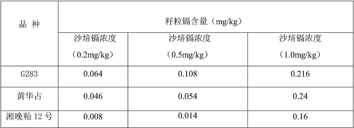 Sand culture method capable of quickly screening low-cadmium grain rice varieties