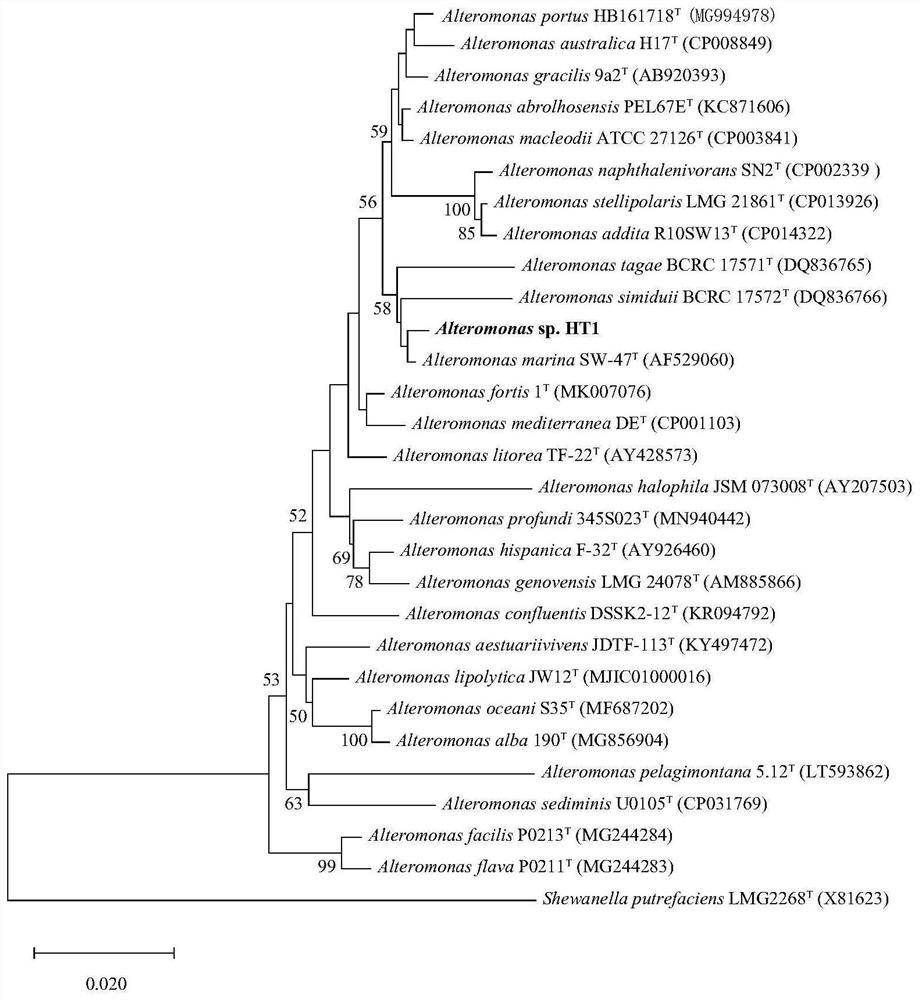 One alternate monolithic HT1 and its culture method and application