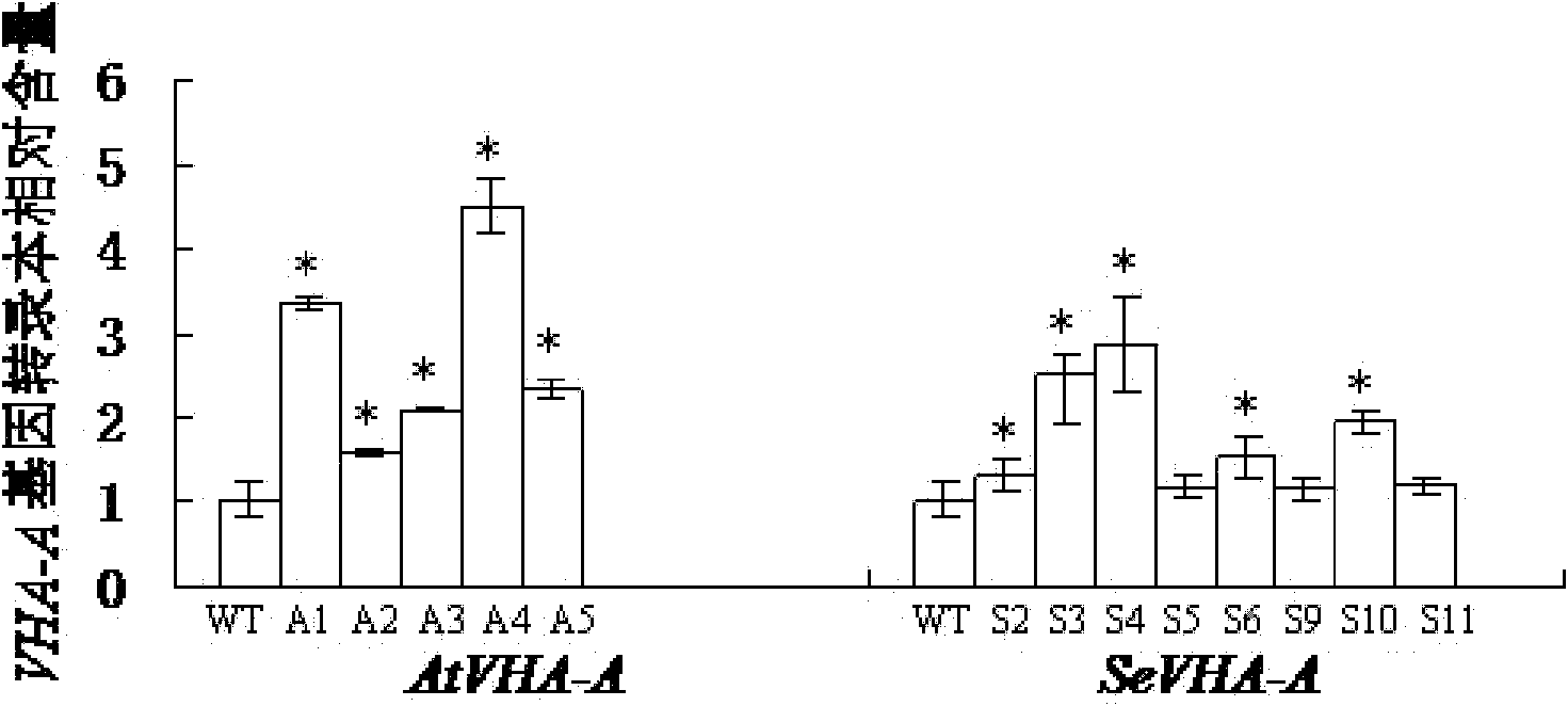 Salicornia europaea SeVHA-A protein and encoding gene and application thereof