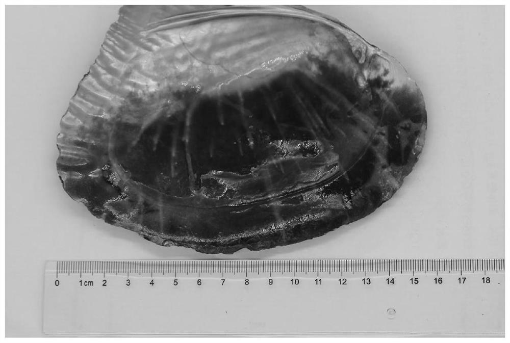 Porphyra filament albinism pathogenic bacteria