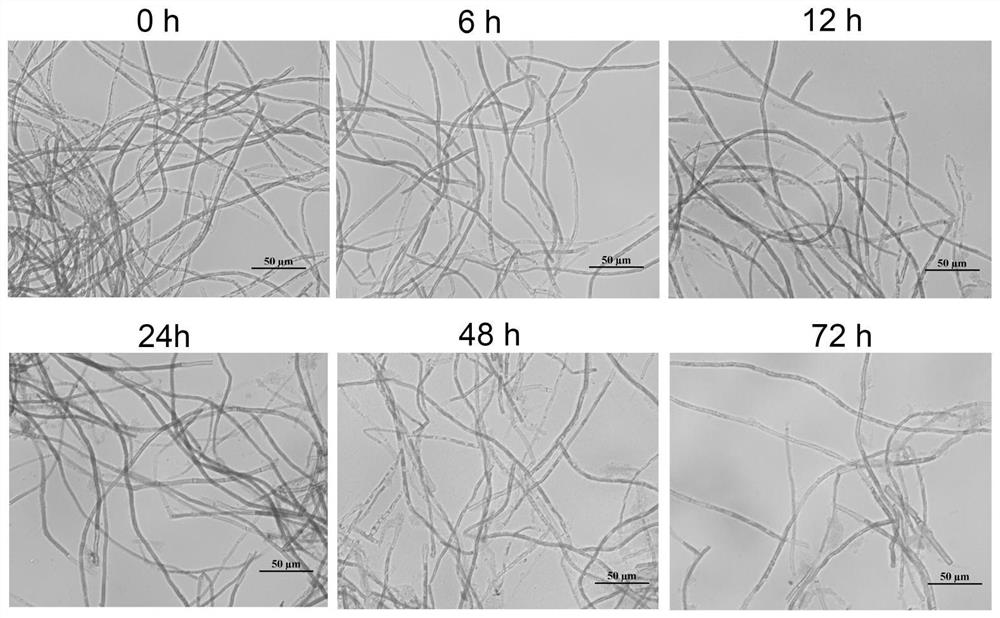 Porphyra filament albinism pathogenic bacteria