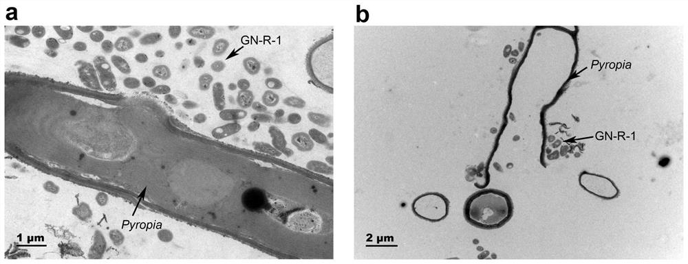 Porphyra filament albinism pathogenic bacteria