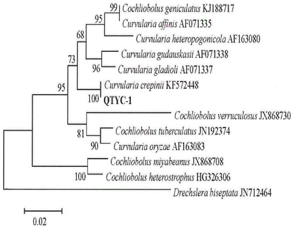 Pantala flavescens larva intestinal tract endophytic fungus Curvularia crepinii and application thereof