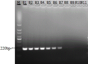 LAMP (Loop-mediated Isothermal Amplification) kit for priB gene in acute hepatopancreas necrosis syndrome and application thereof