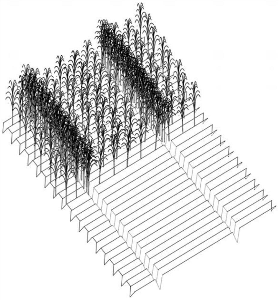 Drought-resistant lodging-resistant root-wrapping sugarcane cultivation method