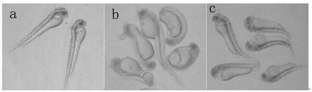 Method for inducing misgurnus anguillicaudatus gynogenesis tetraploid fries by using heterogenenos sperms