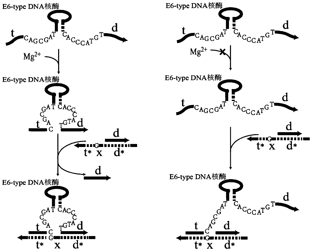 Remote DNA strand displacement method of magnesium ion induced E6-type DNA ribozyme allosterism