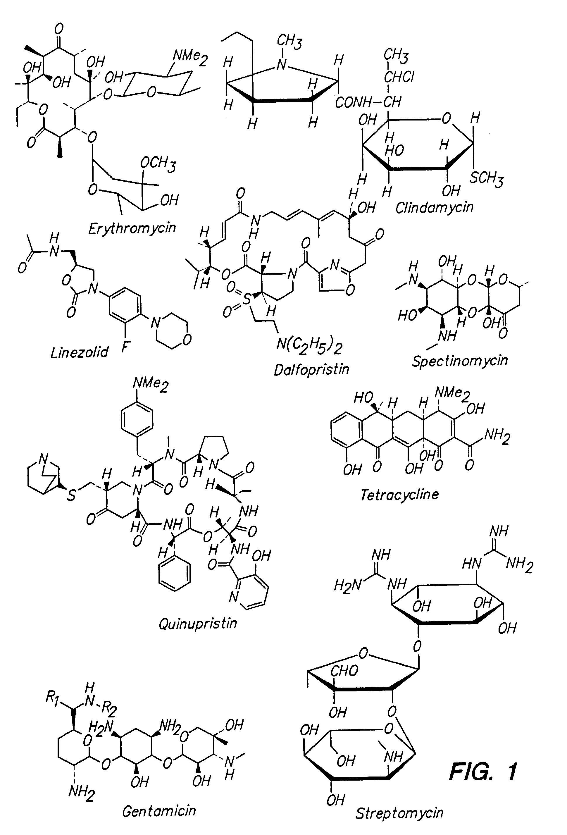 Multivalent macrolide antibiotics