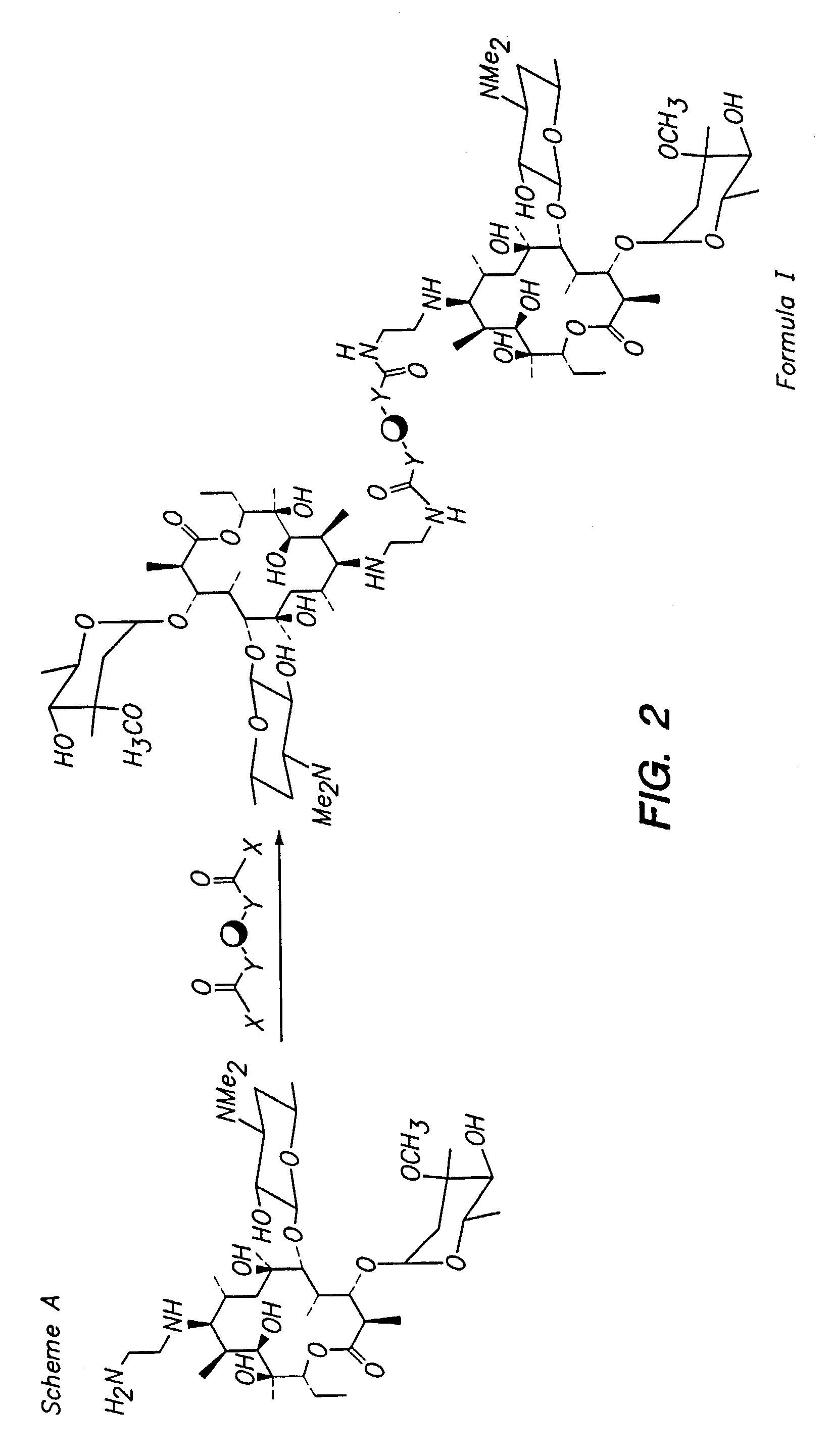 Multivalent macrolide antibiotics