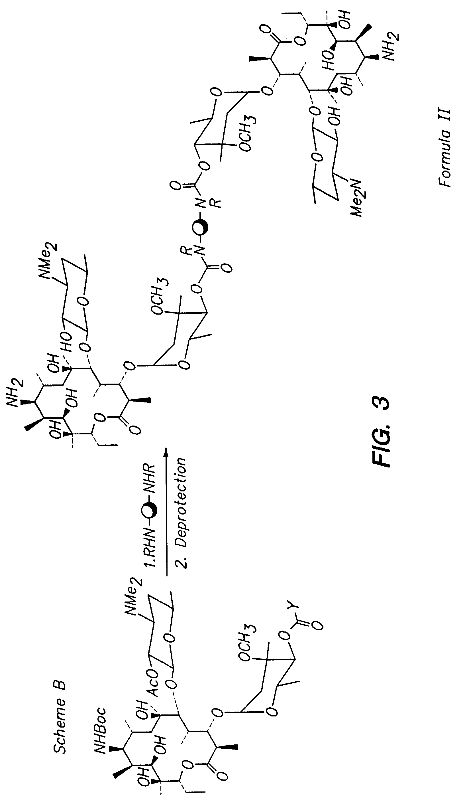 Multivalent macrolide antibiotics