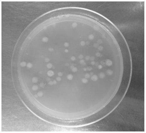 A strain of Trichoderma reesei genetic engineering bacteria with high cellulase production induced by soluble and insoluble carbon sources and its construction method and application