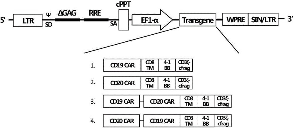 Lentiviral vector for expressing human CD19 and CD20 CAR (chimeric antigen receptor) genes
