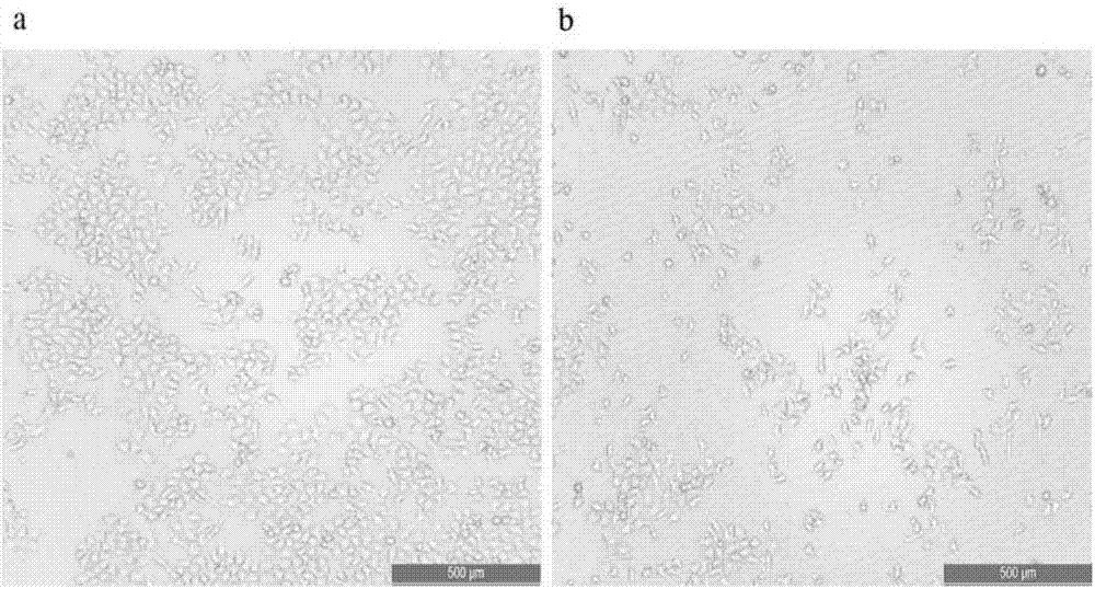 Application of apoptosis-inducing reagent in human breast cancer cell