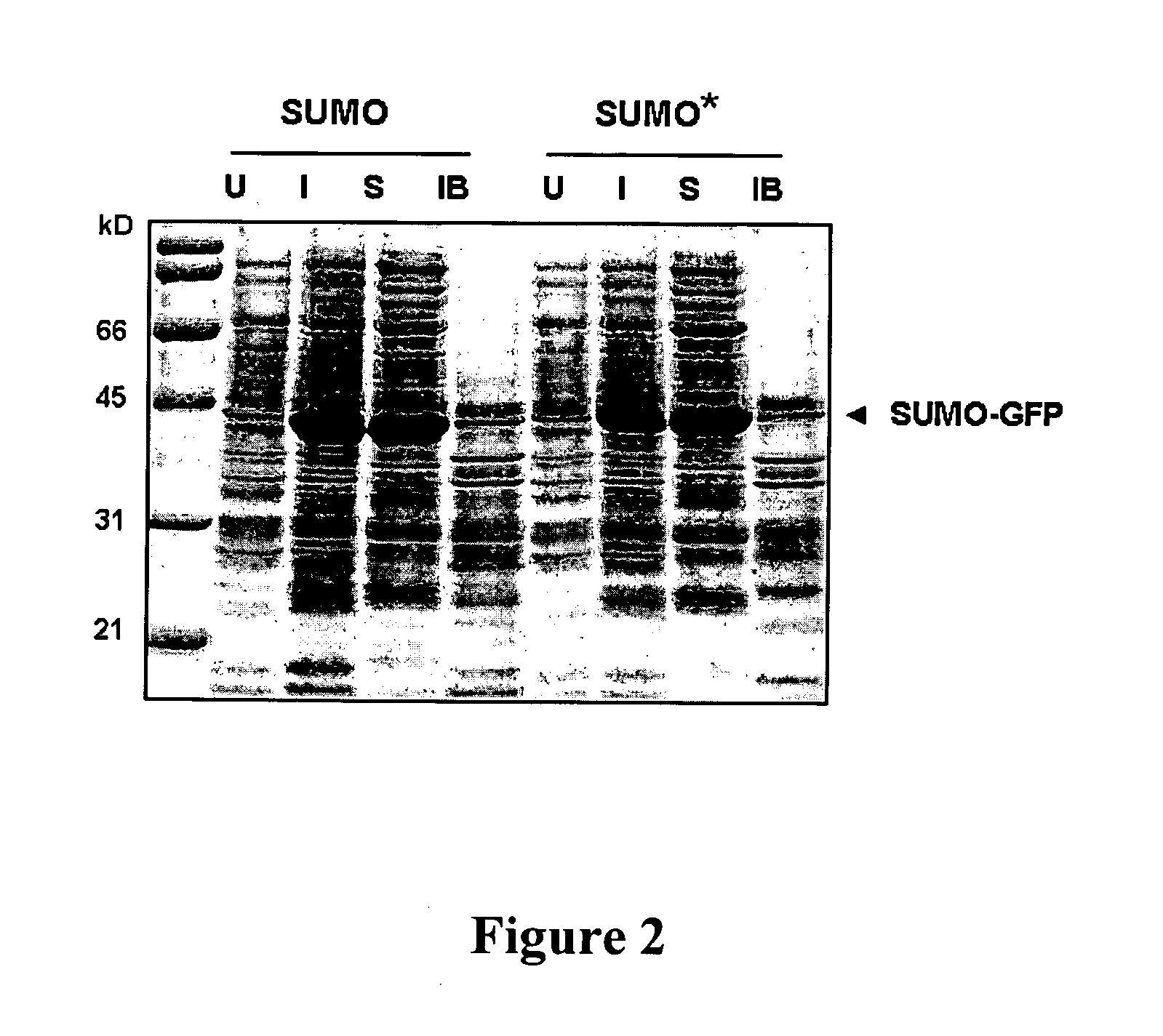 Methods and Compositions for Enhanced Protein Expression and Purification