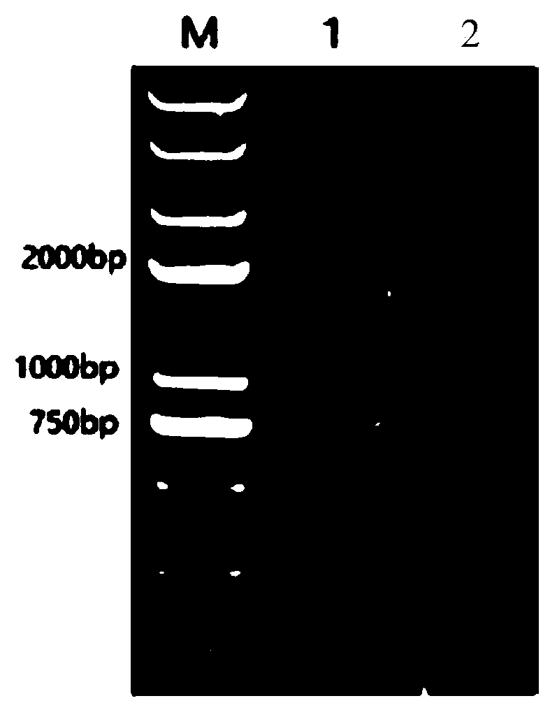 Universal indirect ELISA kit for detecting type 1 and type 3 duck hepatitis A virus serum antibodies, and application thereof
