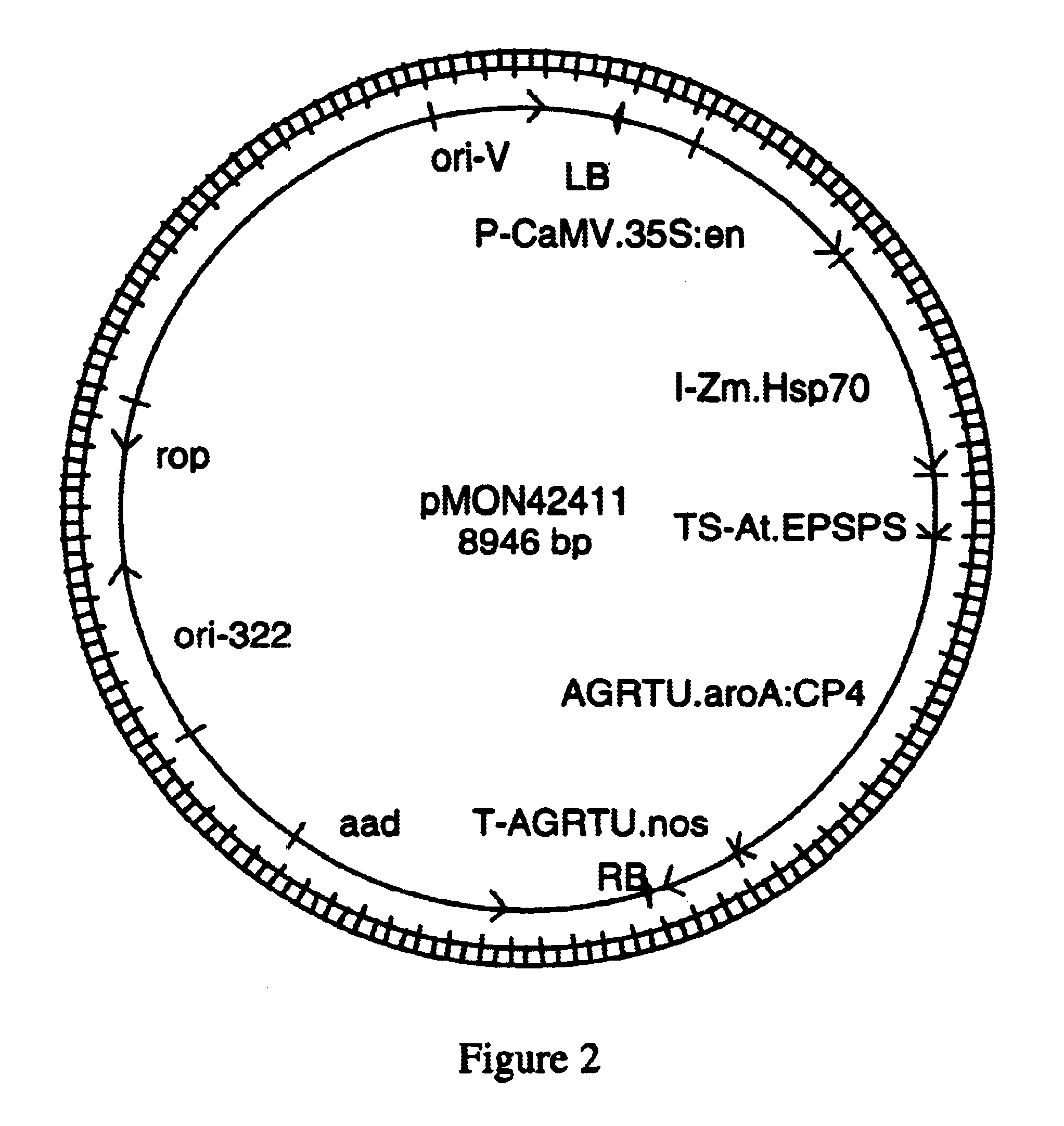 DNA molecule for detecting glyphosate tolerant wheat plant 33391 and progeny thereof
