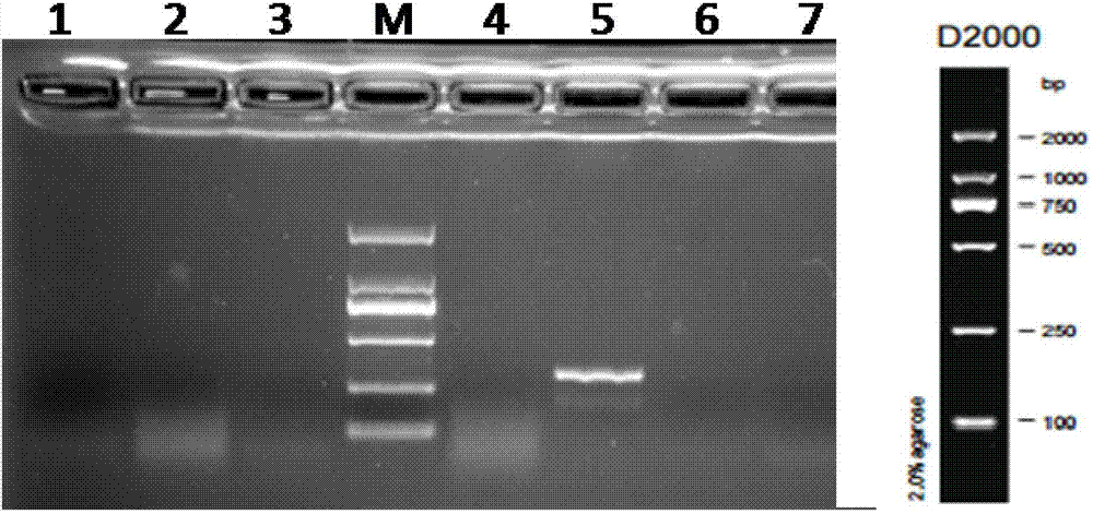 Clostridium ghonii specific PCR detection primers and method