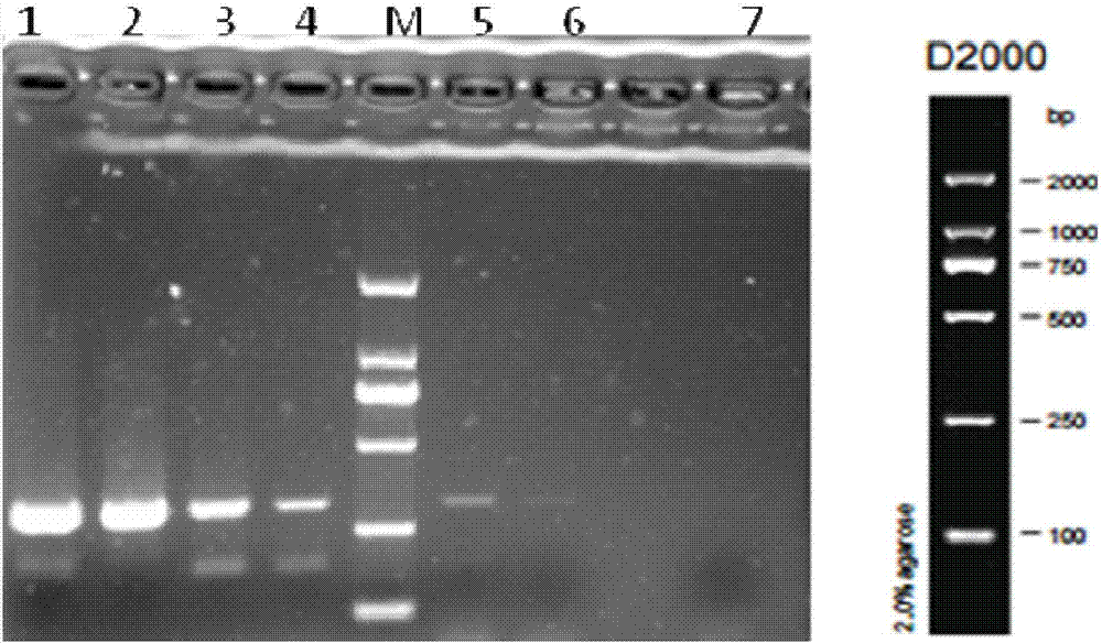 Clostridium ghonii specific PCR detection primers and method