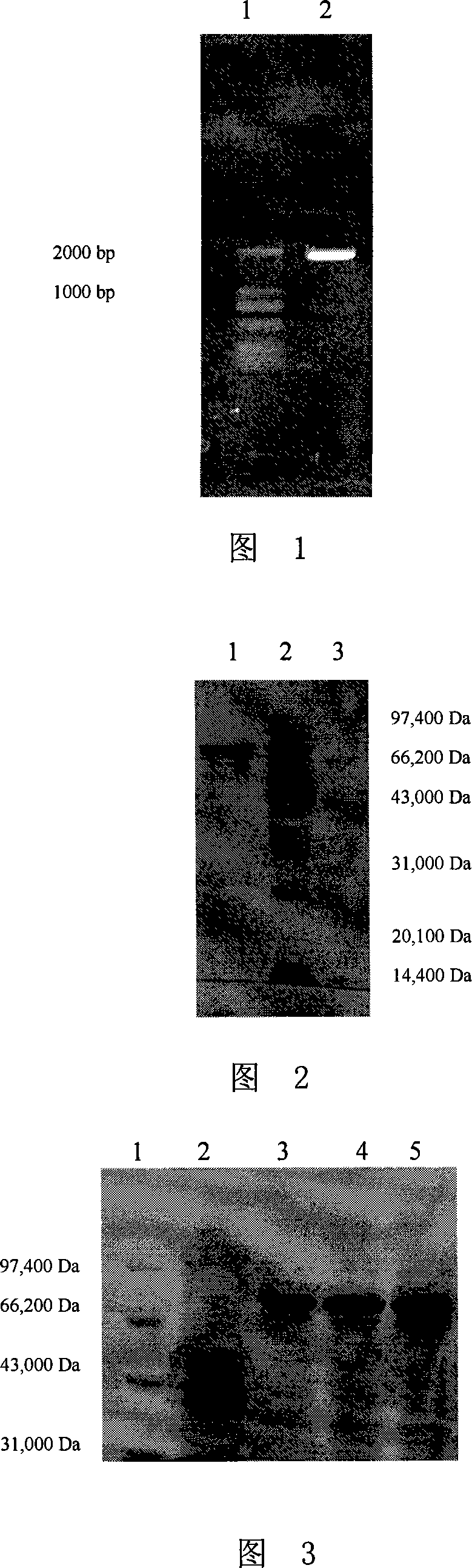Trehalose synthetase and application thereof