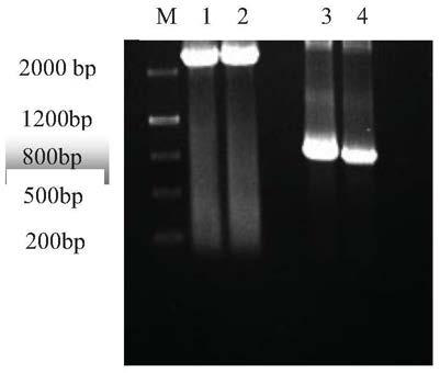 Anti-p185erbb2 human-mouse chimeric antibody chab26, mammary gland-specific expression vector, transgenic fvb mouse and preparation method thereof