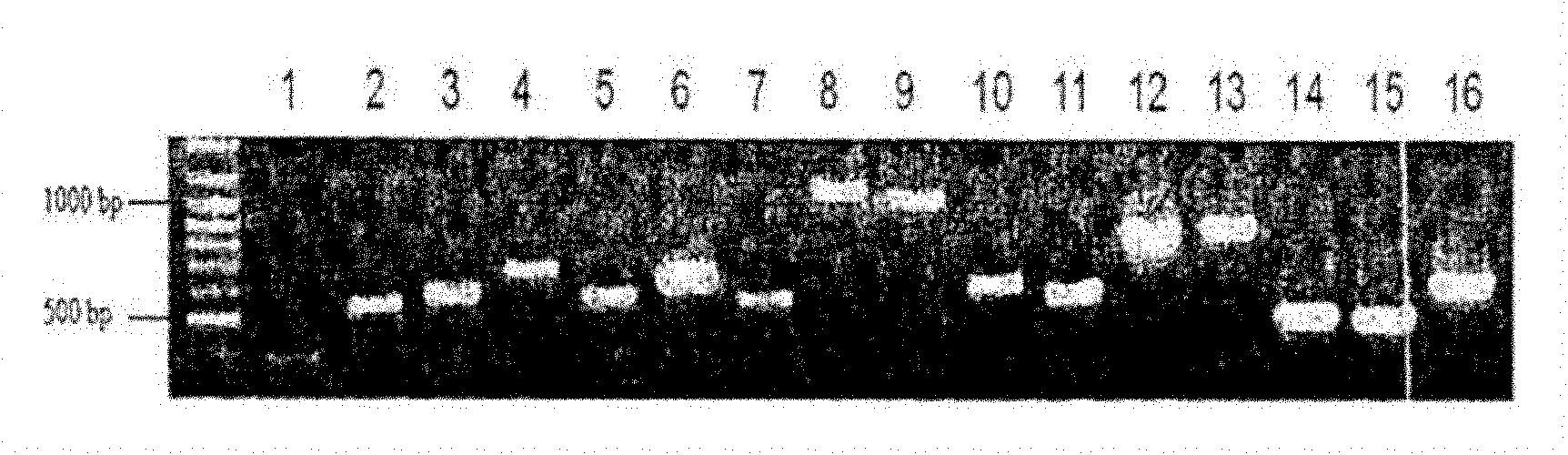 Compositions and methods for identifying response targets and treating flavivirus infection responses