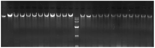 Method and kit for determining the content of Escherichia coli dna in biological products