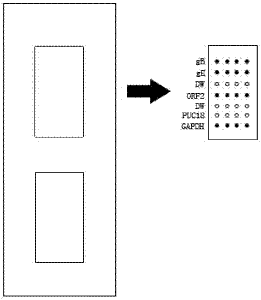 Visual gene chip and kit for porcine pseudorabies virus and/or porcine circovirus type 2