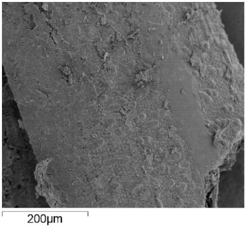 Aspergillus niger and its culture method, bacterial agent and application